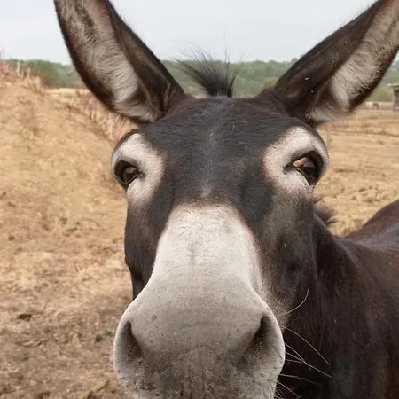 Alojamento de Acomodação e Pequeno-almoço Le Château De Roquebère Condom