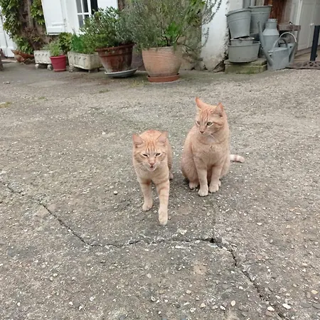 Le Château De Roquebère Alojamento de Acomodação e Pequeno-almoço Condom